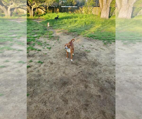 Medium Photo #4 American Staffordshire Terrier Puppy For Sale in Holly Springs, NC, USA