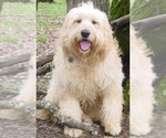 Small Photo #2 Labradoodle Puppy For Sale in KINGSTON, GA, USA