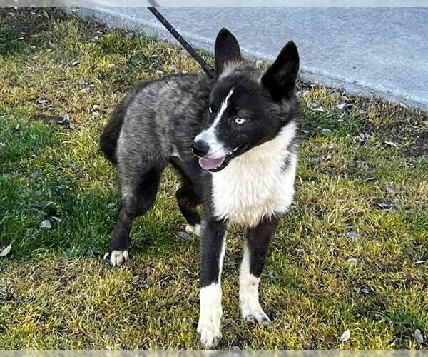 Medium Photo #2 Siberian Husky-Unknown Mix Puppy For Sale in Martinez, CA, USA