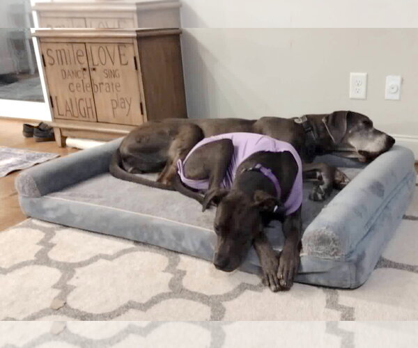 Medium Photo #17 Great Dane-Unknown Mix Puppy For Sale in Huntersville, NC, USA