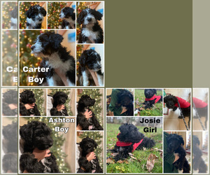 Aussiedoodle-Springerdoodle Mix Puppy for sale in CASTLE, PA, USA