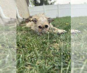 Puppy aka Catniss - Female Border Terrier-Cairn Terrier Mix Dog for Adoption - Photo #4
