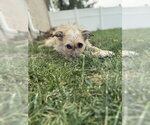 Small #3 Border Terrier-Cairn Terrier Mix