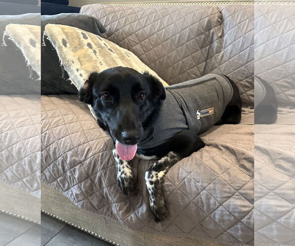 Medium Photo #8 Collie-Labrador Retriever Mix Puppy For Sale in Rockaway, NJ, USA