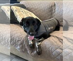 Small #7 Collie-Labrador Retriever Mix