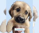 Small #2 Golden Retriever Mix