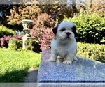 Small Photo #12 Shih Tzu Puppy For Sale in HAYWARD, CA, USA
