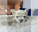 Small Photo #21 French Bulldog Puppy For Sale in SANTA FE, NM, USA