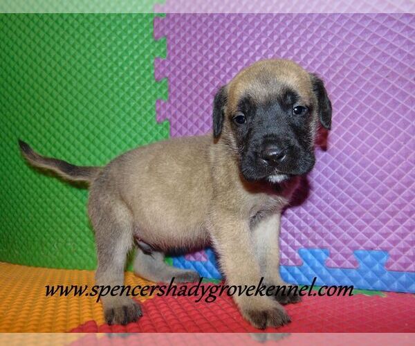 Medium Photo #7 Mastiff Puppy For Sale in CABOOL, MO, USA