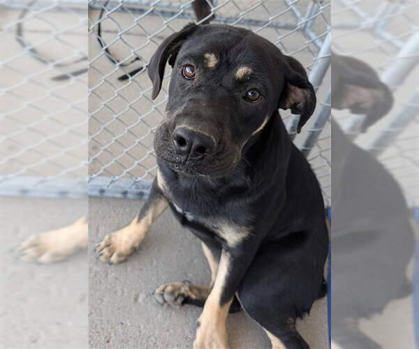 Medium Photo #1 Rottweiler Puppy For Sale in Bakersfield, CA, USA