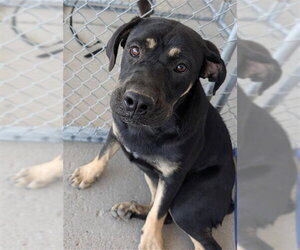 Rottweiler Dogs for adoption in Bakersfield, CA, USA