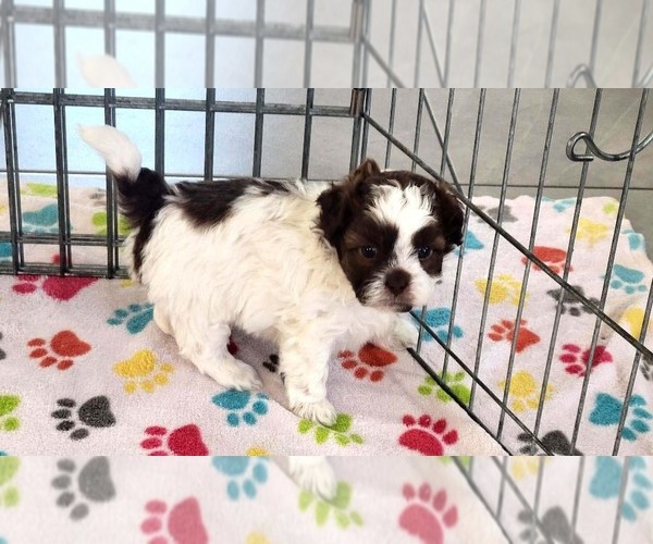 Medium Photo #4 ShihPoo Puppy For Sale in ORO VALLEY, AZ, USA