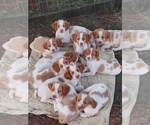 Small Photo #1 Spanish Pointer Puppy For Sale in CATALPA, VA, USA