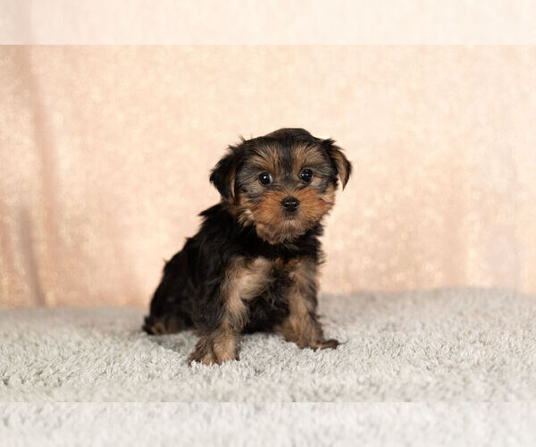 Full screen Photo #5 Yorkshire Terrier Puppy For Sale in NAPPANEE, IN, USA