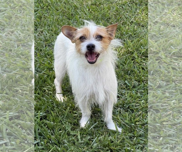 Medium Photo #3 Mutt Puppy For Sale in Menifee, CA, USA