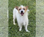 Small #2 Mutt