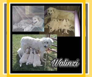 Mother of the Great Pyrenees puppies born on 04/29/2022