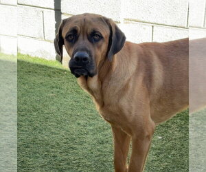 Mastiff Dogs for adoption in Goodyear, AZ, USA