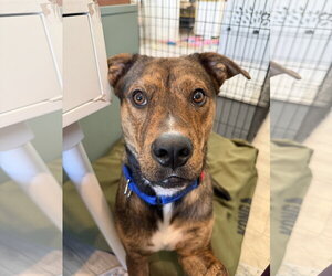 German Shepherd Dog-Unknown Mix Dogs for adoption in The Woodlands, TX, USA