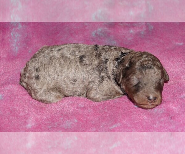 Medium Photo #1 Labradoodle Puppy For Sale in LA HABRA, CA, USA