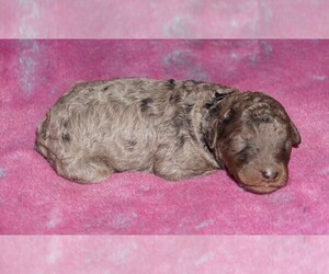 Labradoodle Puppy for sale in LA HABRA, CA, USA