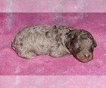 Image preview for Ad Listing. Nickname: blue merle girl