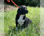 Small #1 Bagle Hound