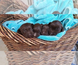 Labradoodle Puppy for sale in FRESNO, CA, USA