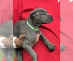 Puppy Raven Cane Corso