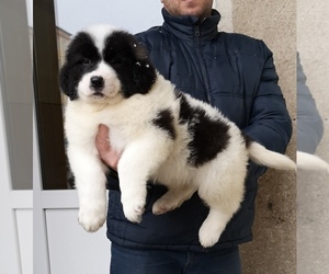 Transylvanian Hound Puppy for sale in Sibiu, Sibiu, Romainia