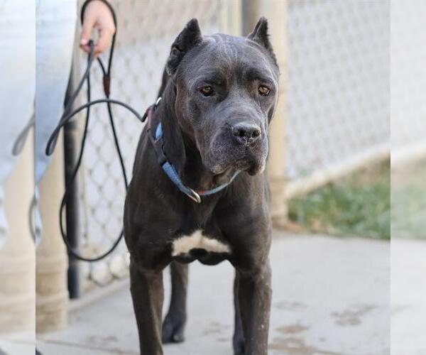 Medium Photo #1 Mutt Puppy For Sale in Modesto, CA, USA