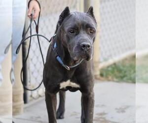 Mutt Dogs for adoption in Modesto, CA, USA