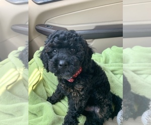 Poodle (Toy) Puppy for sale in GREENBRIER, TN, USA