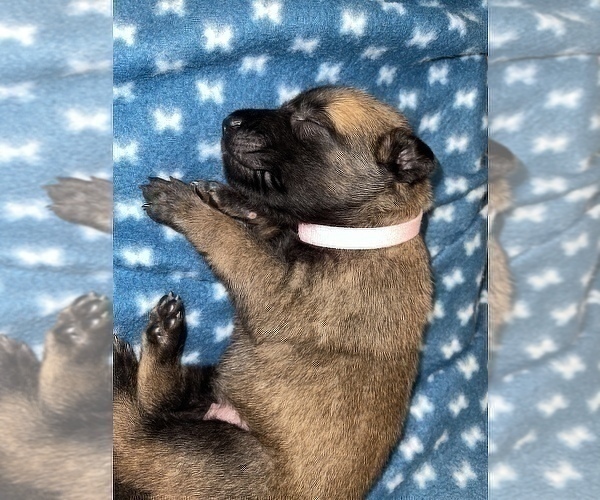 Medium Photo #292 Belgian Malinois Puppy For Sale in REESEVILLE, WI, USA