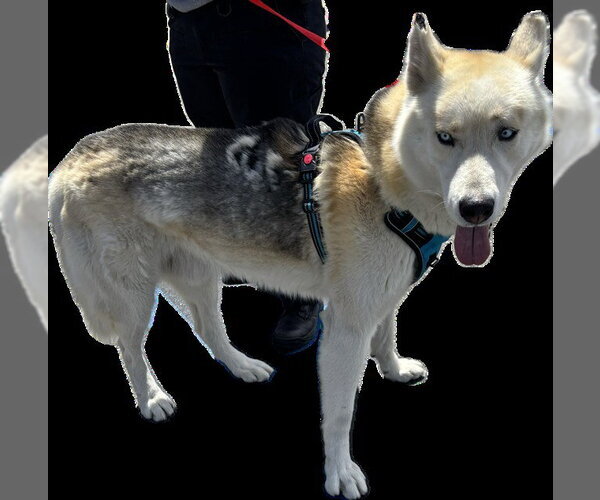 Medium Photo #1 Siberian Husky Puppy For Sale in Rancho Cucamonga, CA, USA