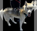 Small Siberian Husky
