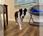 Small Photo #5 American Pit Bull Terrier-Labrador Retriever Mix Puppy For Sale in Oakhurst, NJ, USA