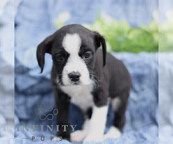 Medium Photo #2 Boston Terrier-Cock-A-Poo Mix Puppy For Sale in PORT ROYAL, PA, USA