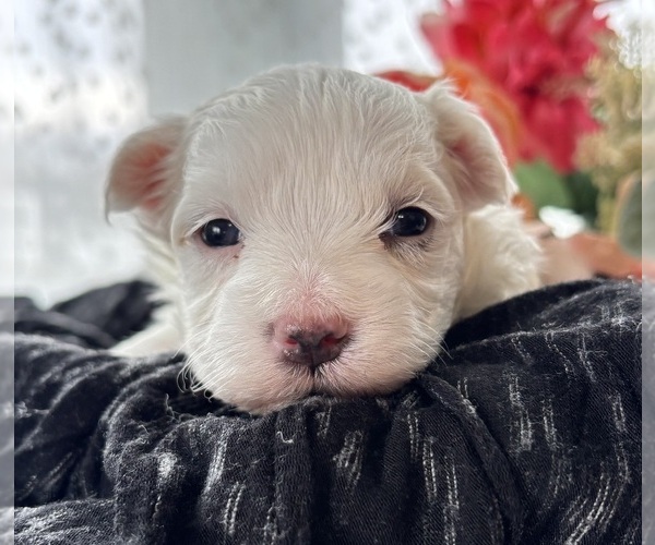 Medium Photo #5 Morkie Puppy For Sale in ROCK STREAM, NY, USA