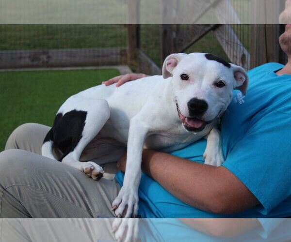Medium Photo #4 American Pit Bull Terrier Puppy For Sale in Chestertown, MD, USA