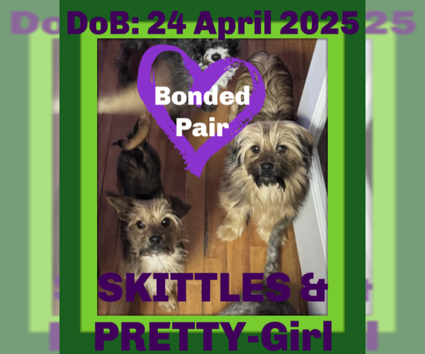 Medium Photo #1 Mutt Puppy For Sale in Sebec, ME, USA