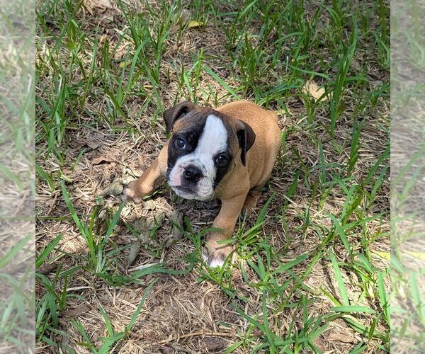 Medium Photo #11 Olde English Bulldogge Puppy For Sale in AUSTIN, TX, USA