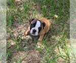 Small #10 Olde English Bulldogge