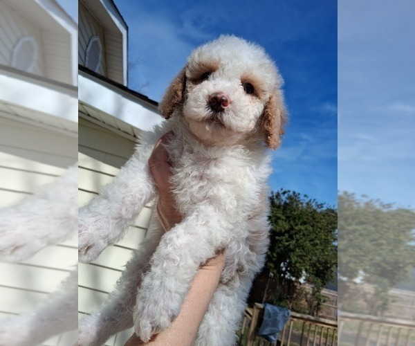 Medium Photo #28 Goldendoodle (Miniature) Puppy For Sale in GASTONIA, NC, USA