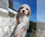 Small #27 Goldendoodle (Miniature)