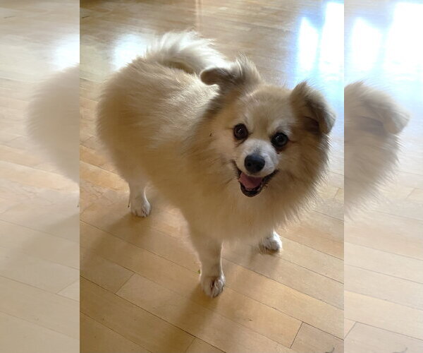 Medium Photo #1 Pomeranian Puppy For Sale in St. Louis Park, MN, USA