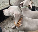 Small Photo #10 Weimaraner Puppy For Sale in MIDDLETOWN, OH, USA