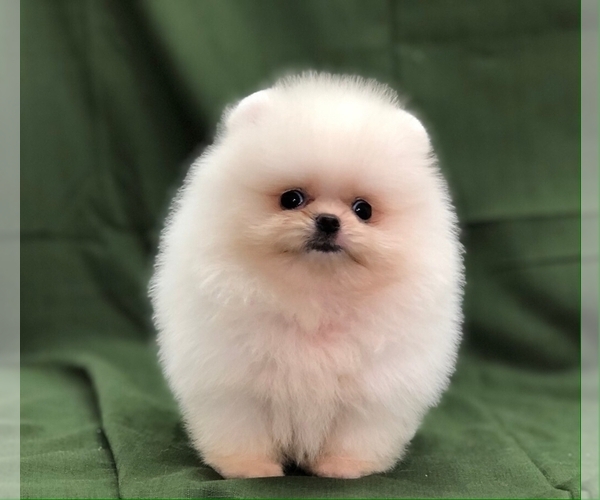 Medium Photo #3 Pomeranian Puppy For Sale in CHICAGO, IL, USA