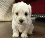 Small Photo #2 Maltipoo Puppy For Sale in BOCA RATON, FL, USA