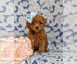 Maltipoo-Poodle (Miniature) Mix Puppy for sale in RONKS, PA, USA